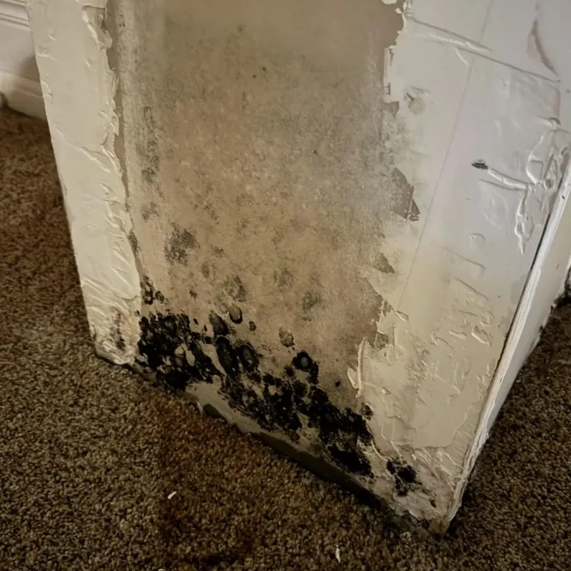 Professional Mold Removal in Monroe County, IA